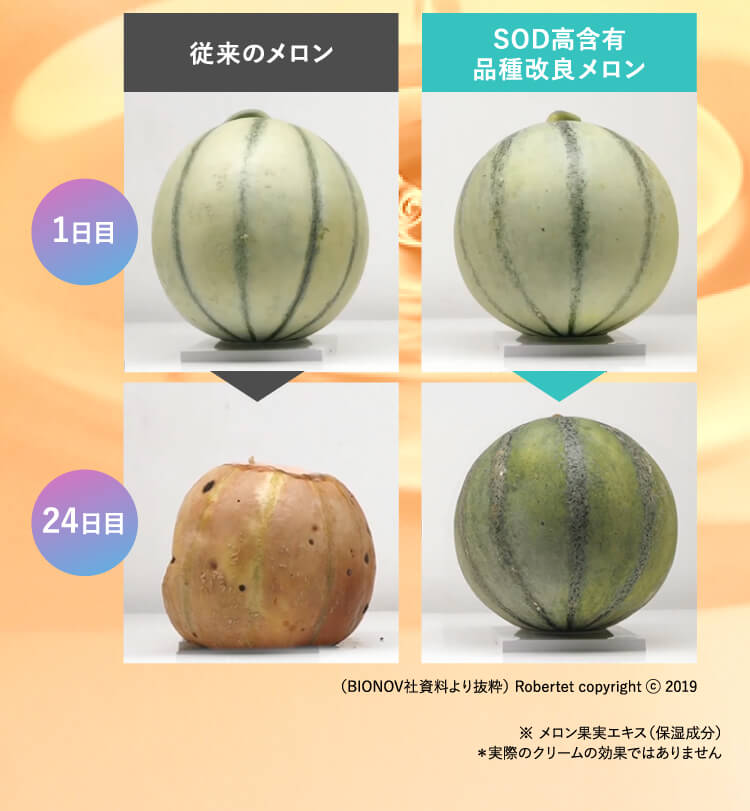 従来のメロン SOD高含有品種改良メロン