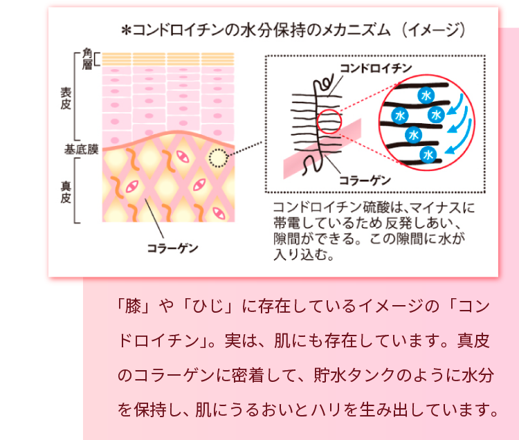 コンドロイチンの水分保持のメカニズム（イメージ）