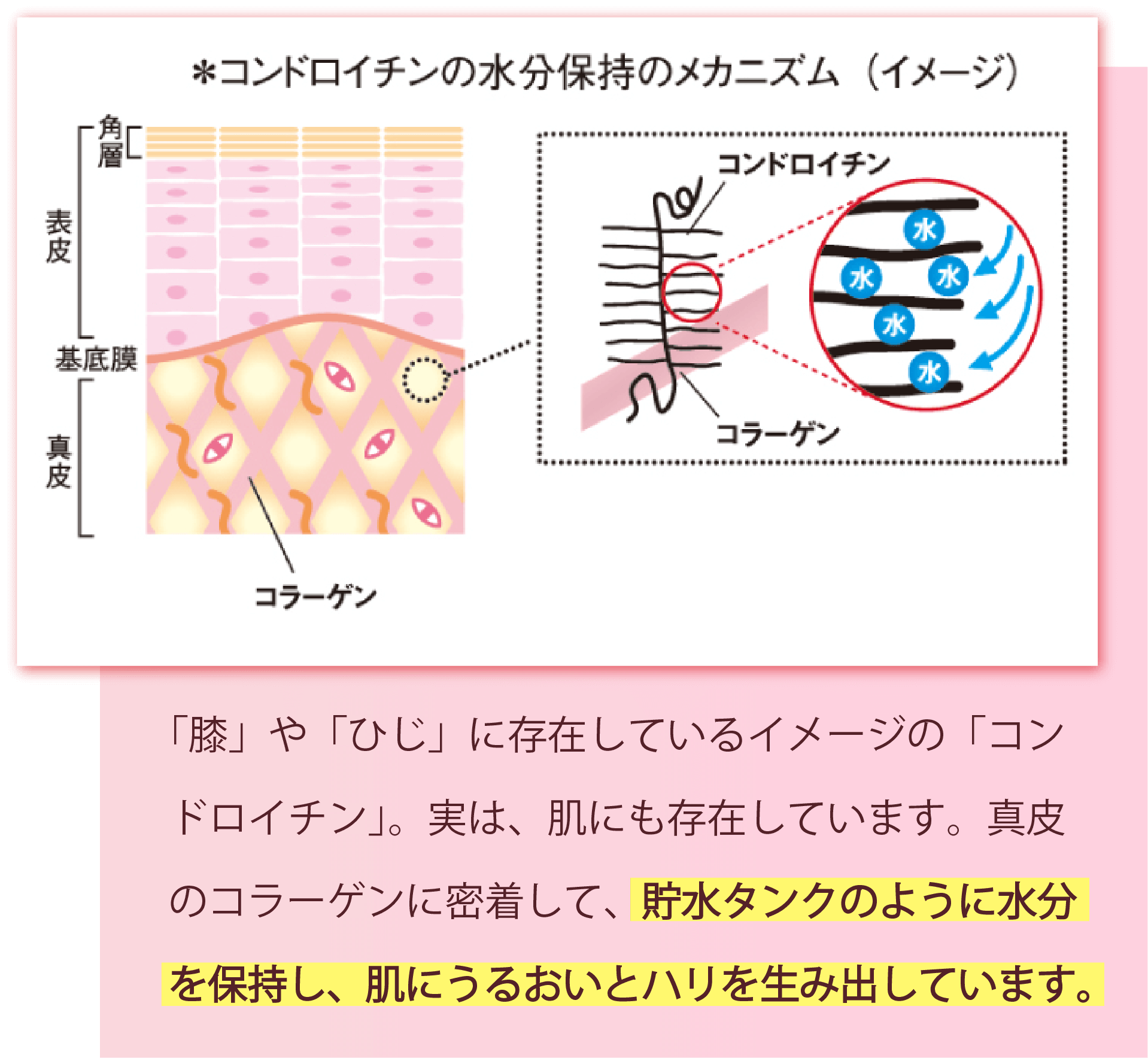 コンドロイチンの水分保持のメカニズム（イメージ）
