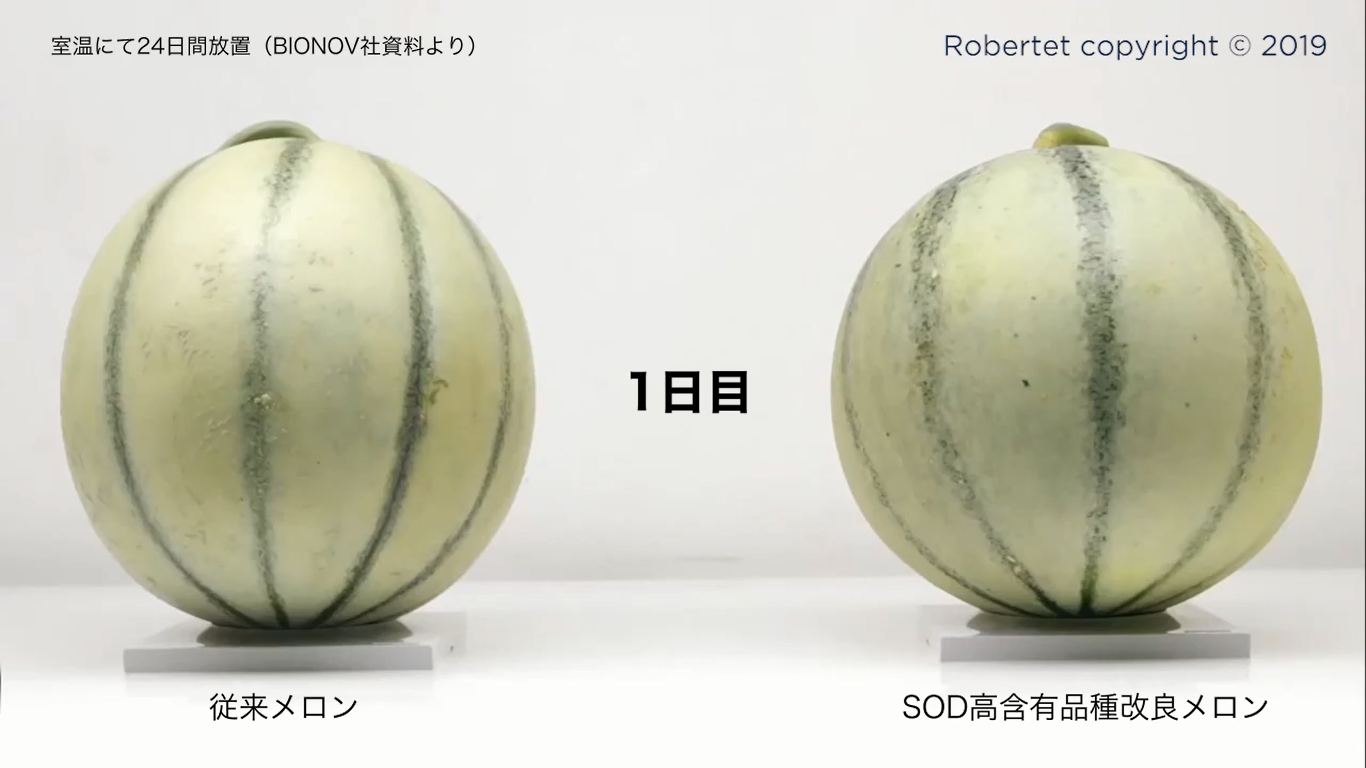 メロン1日目