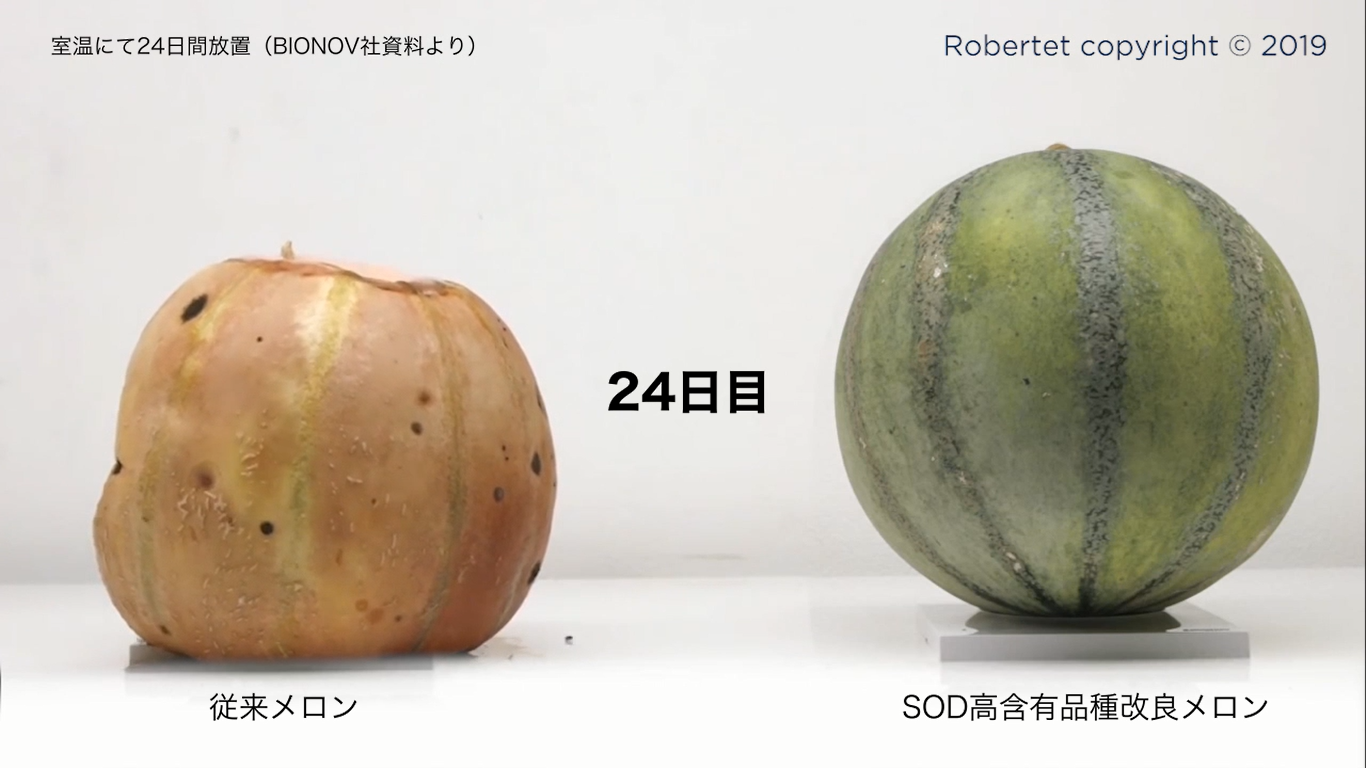 メロン24日目